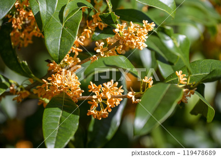 桂花秋花花材【東京】 桂花秋花花材【東京】 119478689