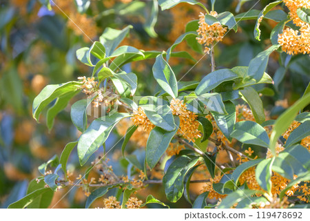 Osmanthus Autumn flowers Flower material [Tokyo] 119478692