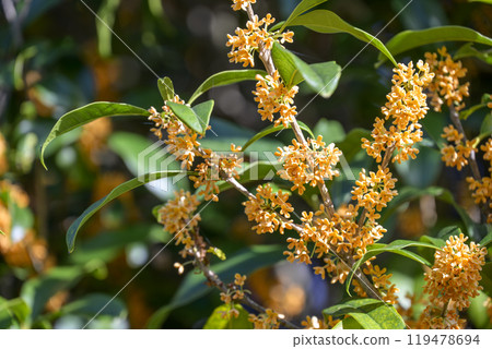 Osmanthus Autumn flowers Flower material [Tokyo] 119478694