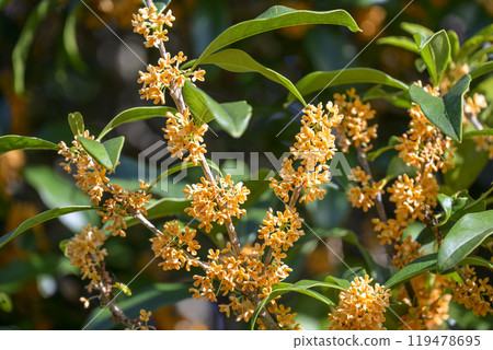 Osmanthus Autumn flowers Flower material [Tokyo] 119478695
