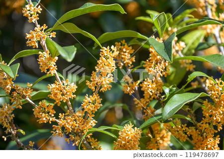 桂花秋花花材【東京】 119478697