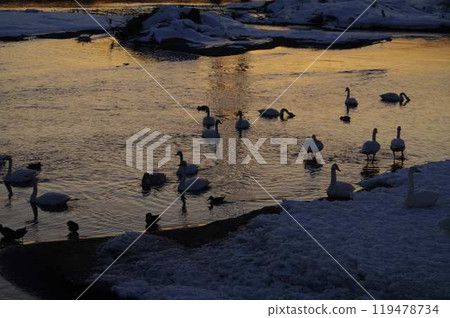 A flock of swans resting at dusk in Tokachigawa Onsen 119478734