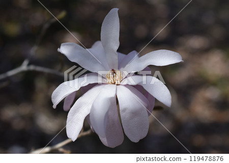 Sidekobushi花 Sidekobushi花 119478876