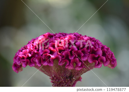 扇形雞冠花 扇形雞冠花 119478877