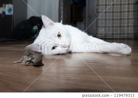 A white cat lying on a wooden floor captures its prey, showcasing fascinating feline behavior, A white cat lying on a wooden floor captures its prey, showcasing fascinating feline behavior, 119479315