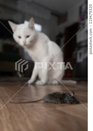 A White Cat Curious About and Observing a Mouse on the Wooden Floor Inside the House A White Cat Curious About and Observing a Mouse on the Wooden Floor Inside the House 119479320