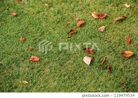 Autumn scenery: withered cherry blossom leaves on the lawn Autumn scenery: withered cherry blossom leaves on the lawn 119479534
