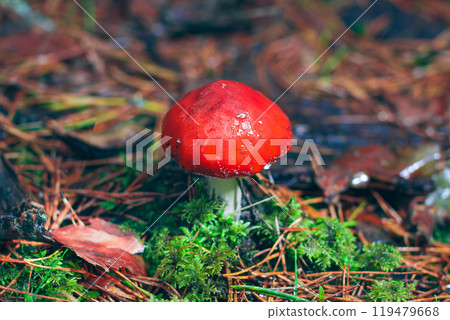 Amanita Muscaria, Known as the Fly Agaric or Fly Amanita Amanita Muscaria, Known as the Fly Agaric or Fly Amanita 119479668
