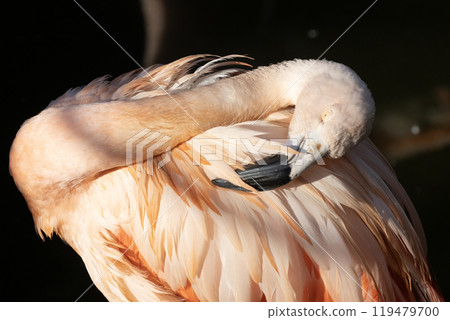 Flamingoes in the pond 119479700