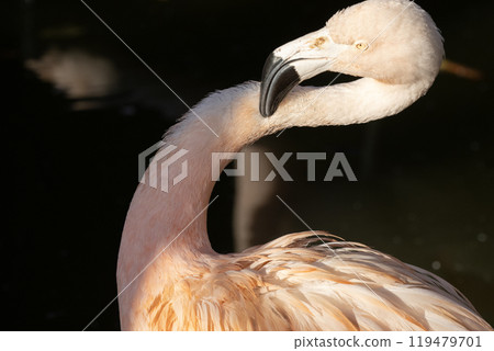 Flamingoes in the pond 119479701