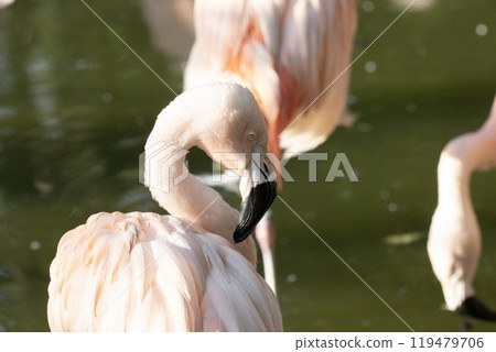 Flamingoes in the pond Flamingoes in the pond 119479706