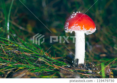 Young Amanita Muscaria, Known as the Fly Agaric or Fly Amanita Young Amanita Muscaria, Known as the Fly Agaric or Fly Amanita 119479730