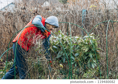 Winter Protection for Garden, winter shelter for garden plants, shelter rhododendrons Winter Protection for Garden, winter shelter for garden plants, shelter rhododendrons 119480082