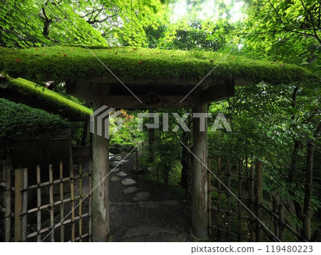 A gate covered in greenery "Japanese style image" (Kyoto) A gate covered in greenery "Japanese style image" (Kyoto) 119480223