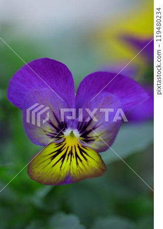 Blue pansy 119480234