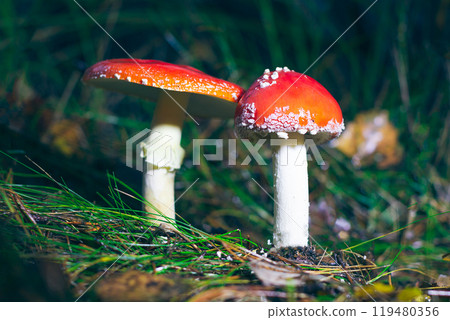 Two Amanita Muscaria, Known as the Fly Agaric or Fly Amanita 119480356