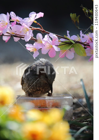 A brown-eared bulbul bird flew into the garden. A brown-eared bulbul bird flew into the garden. 119480643