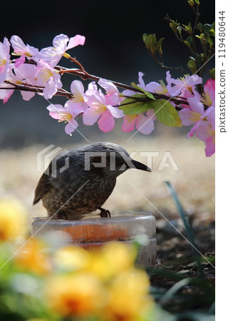 A brown-eared bulbul bird flew into the garden. A brown-eared bulbul bird flew into the garden. 119480644