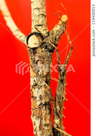Stick insects swarming on a branch 119480853