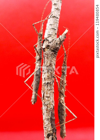 Stick insects swarming on a branch Stick insects swarming on a branch 119480854