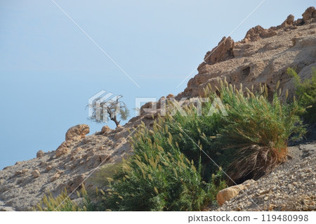 Middle East arabian panoramic scenic view with space for text on blue sky. Beautiful gorge Ein Gedi, in arid Judean desert near Masada and Qumran Caves. Place where biblical David hid from King Saul 119480998
