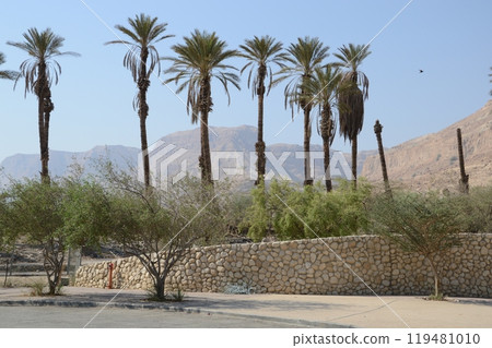 Arabian mideast scenic view. High palmtree in beautiful gorge formation En Gedy, in national Judean desert on shore of Dead Sea near Masada and Qumran Caves. Place of hid biblical David from King Saul 119481010