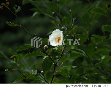 The color of the sala flower "Japanese style image" (Kyoto) The color of the sala flower "Japanese style image" (Kyoto) 119481015