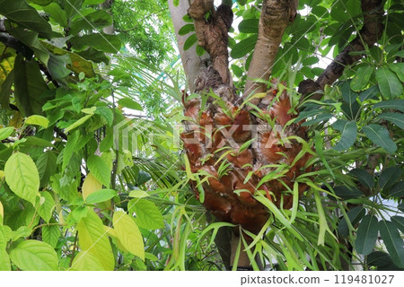 Staghorn fern growing on a tree in the greenhouse of the botanical garden 119481027