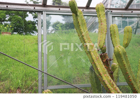 Ryujinki cactus in the greenhouse of the botanical garden 119481050