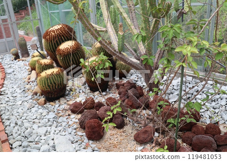 植物園溫室裡的仙人掌：Kinshachi、Ryujinki、Heather Kirin 119481053