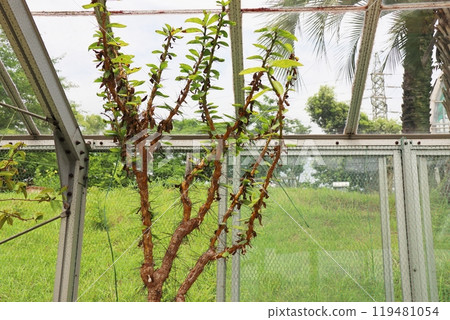植物園溫室裡的仙人掌櫻花麒麟 植物園溫室裡的仙人掌櫻花麒麟 119481054