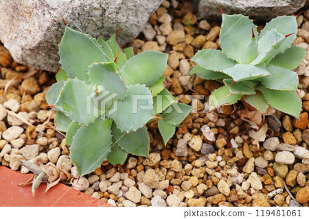 植物園溫室裡的龍舌蘭 Raijin 119481061