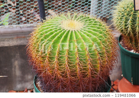 植物園溫室裡的金沙奇仙人掌 植物園溫室裡的金沙奇仙人掌 119481066