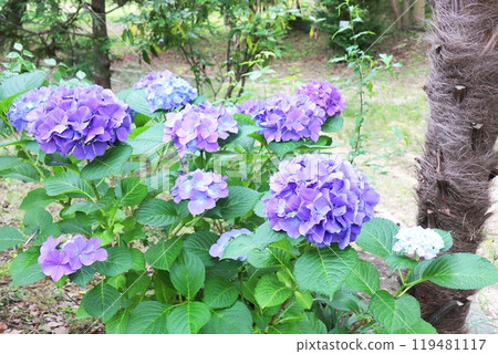 深藍紫色繡球花 深藍紫色繡球花 119481117