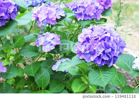 深藍紫色繡球花 深藍紫色繡球花 119481118