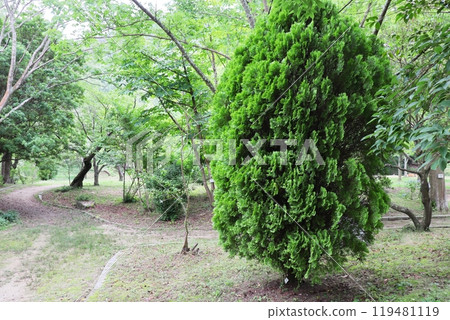 公園裡的小出柏 公園裡的小出柏 119481119