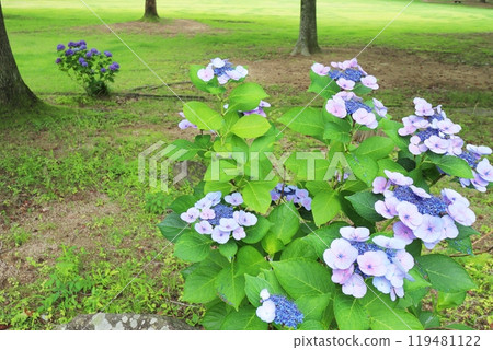 Blue bisexual flowers and blue-purple decorative hydrangea Blue bisexual flowers and blue-purple decorative hydrangea 119481122