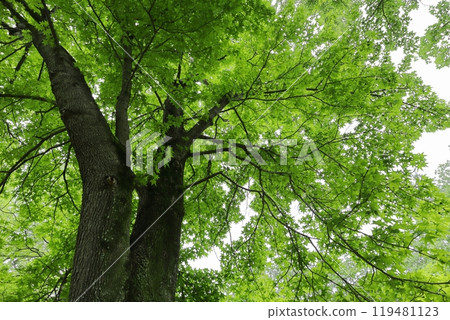 A large maple tree growing in the park A large maple tree growing in the park 119481123