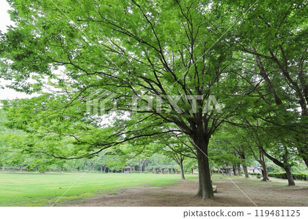 公園裡生長著一棵大樟樹 119481125