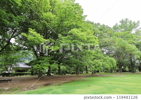 公園裡種植的樹木和草地 119481126