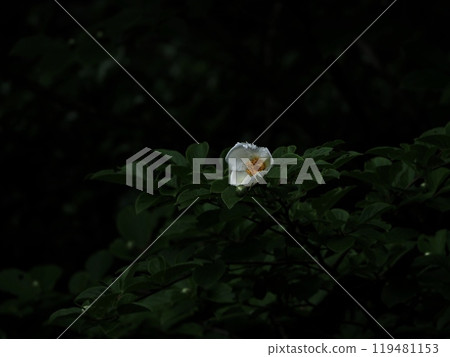 White flowers blooming in the dark "Japanese style image" (Kyoto) White flowers blooming in the dark "Japanese style image" (Kyoto) 119481153