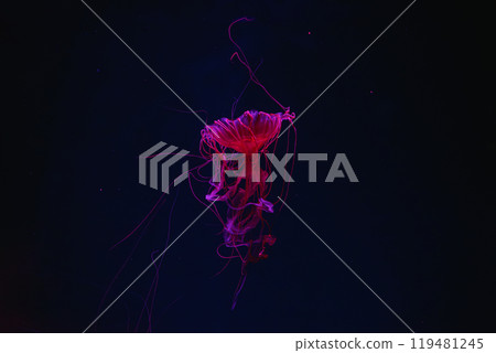 Fluorescent jellyfish swimming underwater aquarium pool with red neon light. Fluorescent jellyfish swimming underwater aquarium pool with red neon light. 119481245