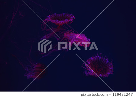 Group of fluorescent jellyfish swimming underwater aquarium pool with red neon light. Group of fluorescent jellyfish swimming underwater aquarium pool with red neon light. 119481247