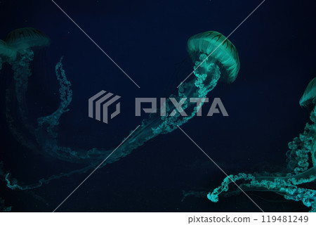 Jellifish South american sea nettle, Chrysaora plocamia swimming in aquarium with green illumination Jellifish South american sea nettle, Chrysaora plocamia swimming in aquarium with green illumination 119481249