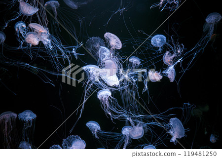 Group of Atlantic sea nettle jellyfish floating in illuminated aquarium with neon light 119481250