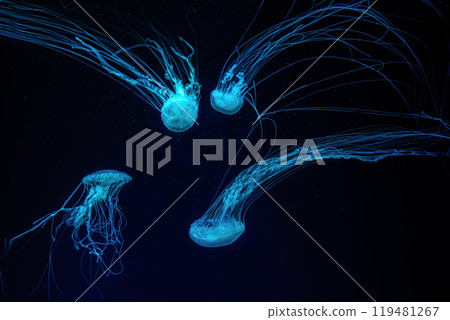 Group of Atlantic sea nettle jellyfish floating in illuminated aquarium with neon light 119481267