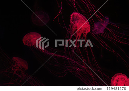 Atlantic sea nettle jellyfish swimming underwater aquarium pool with red neon light 119481278