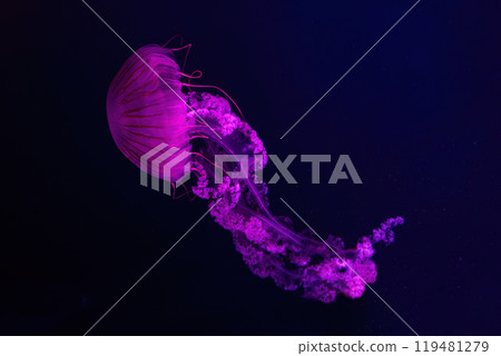 Jellifish South american sea nettle, Chrysaora plocamia swimming in aquarium with illumination 119481279