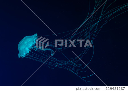 Atlantic sea nettle jellyfish swimming underwater aquarium pool with bright blue neon light Atlantic sea nettle jellyfish swimming underwater aquarium pool with bright blue neon light 119481287