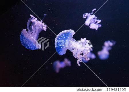Group of fluorescent jellyfish swim underwater aquarium pool wtih blue neon light Group of fluorescent jellyfish swim underwater aquarium pool wtih blue neon light 119481305